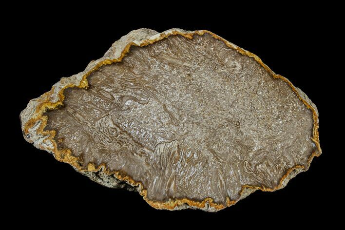 Polished Petrified Fern (Cyathodendron) End Cut - Texas #166448